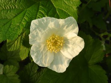 Hübsche weiße Blüte - Zierbrombeere Benenden