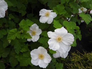 Weiße Blüten der Zierhimbeere Benenden