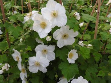 Zierbrombeere Benenden mit rosenartigen weißen Blüten