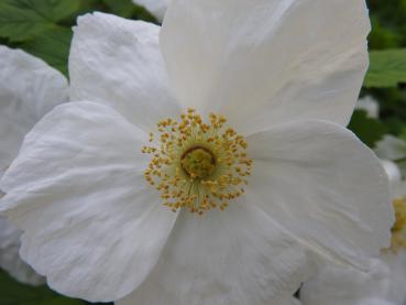 Blüte der Zierbrombeere Benendern - Nahaufnahme