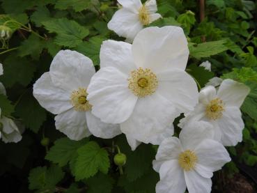 Zierbrombeere Benenden mit großen weißen Blüten