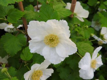 Rubus tridel Benenden mit rosenartigen BLüten