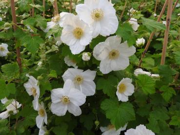 Weißblühende Zierbrombeere Rubus tridel Benenden