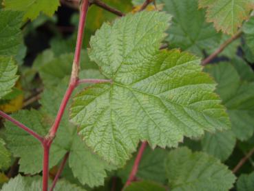 Sommerlaub von Rubus tridel Benenden