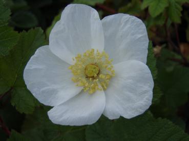 Die Blüte von Rubus tridel Benenden