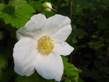 Grossblumige Zierbrombeere Benenden