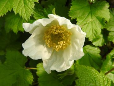 Sich öffnende weiße Blüte der Zierbrombeere Benenden