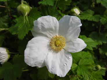 Große weiße Blüte der Schauhimbeere Benenden