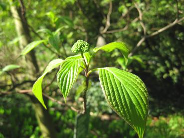 Kranskornell, Cornus alternifolia