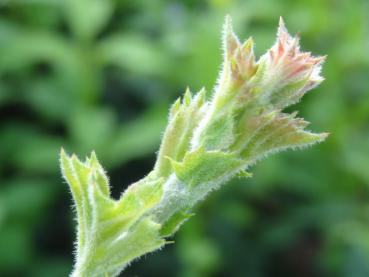 Trubbhagtorn, Crataegus monogyna