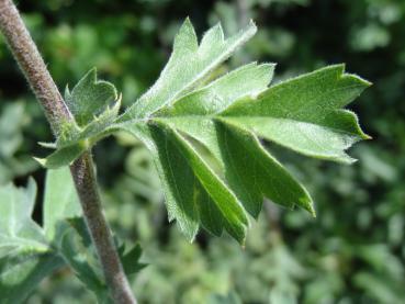 Trubbhagtorn, Crataegus monogyna