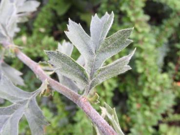 Trubbhagtorn, Crataegus monogyna