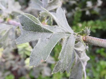 Trubbhagtorn, Crataegus monogyna