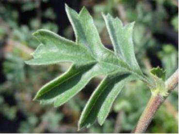 Trubbhagtorn, Crataegus monogyna