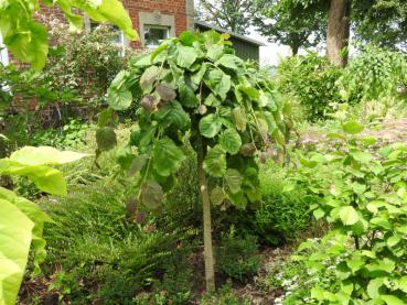 Corylus avellana Pendula als Stämmchen, solitär gepflanzt