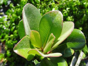 Rhaphiolepis umbellata