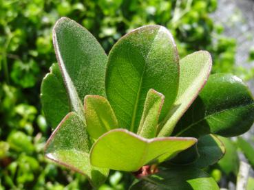 Rhaphiolepis umbellata