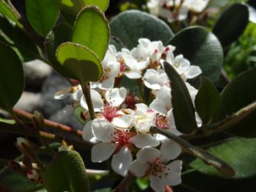 Rhaphiolepis umbellata