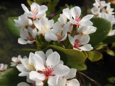 Rhaphiolepis umbellata