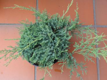 Pfitzer-Wacholder Compacta - Juniperus media Pfitzeriana Compacta