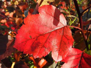Leuchtend rotes Herbstlaub des Malus Brandy Magic