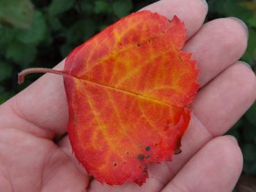 Typische rot-gelbe Herbstfärbung von Malus Brandy Magic