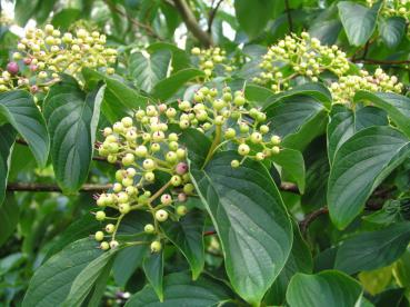 Cornus controversa