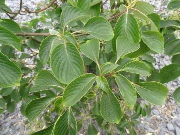 Cornus controversa