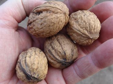 Juglans regia Rote Donaunuss