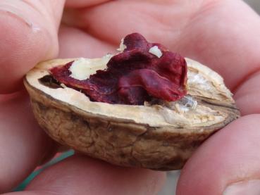 Juglans regia Rote Donaunuss