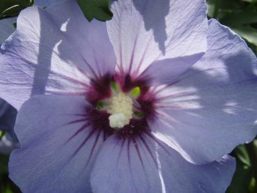 Der Roseneibisch Ultramarine in Blüte