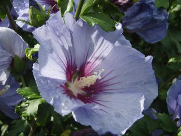 Hibiskus Ultramarine