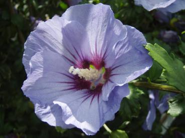 Hibiscus Ultramarine in Blüte