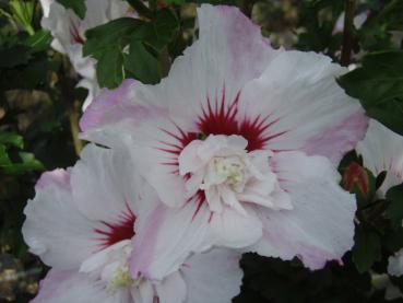 Hibiscus Pinky Spot