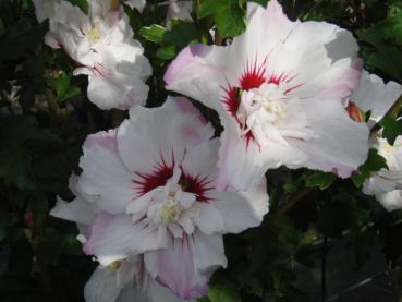 Der Hibiskus Pinky Spot hat gefüllte weiß-rosa Blüten.