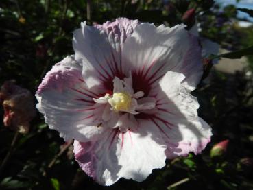 Hibiscus Pinky Spot