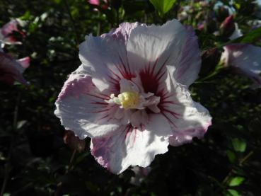 Die gefüllte Blüte des Hibiskus Pinky Spot