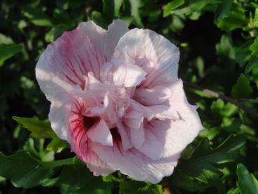 Rosa Blüte des Eibisch Pink Chiffon