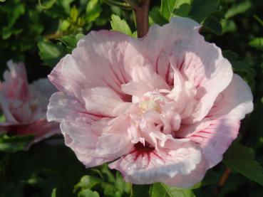 Die gefüllte Blüte des Roseneibisch Pink Chiffon