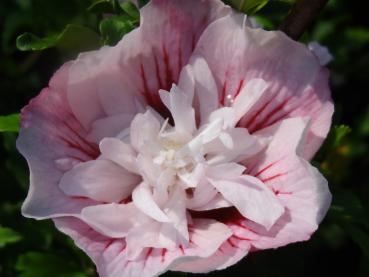Hibiscus syriacus Pink Chiffon (Roseneibisch Pink Chiffon): rosa mit zarten roten Streifen