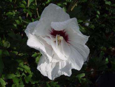 Hibiscus French Point