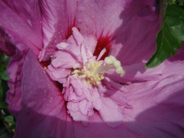 Hibiscus Eruption: Blütendetail