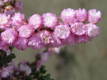 Blüte der Calluna Annemarie