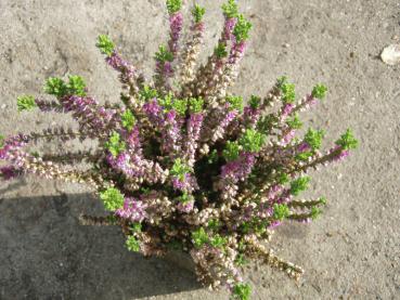 Calluna Naturform, Verkaufsqualität, aufgenommen im November