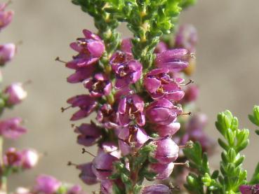 Besenheide Naturform in Blüte