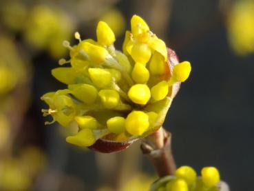 Frühlingsvorbote: die Blüte des Cornus mas Aurea