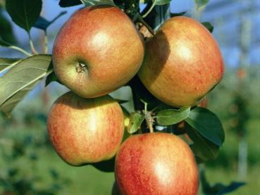 Apfel - Ariwa
