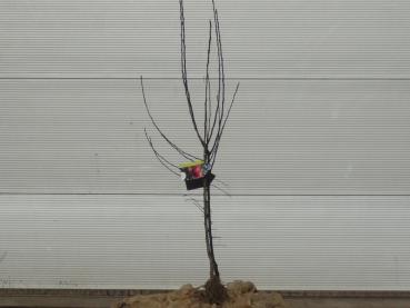 Der Apfel Mars als 2 jähriger Busch, wurzelnackt (vor dem Pflanzschnitt).