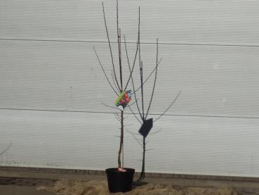 Der Apfel Rebella als 2 jähriger Busch, wurzelnackt (vor dem Pflanzschnitt).