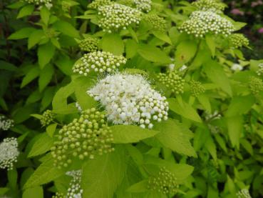 Spiraea japonica White Gold